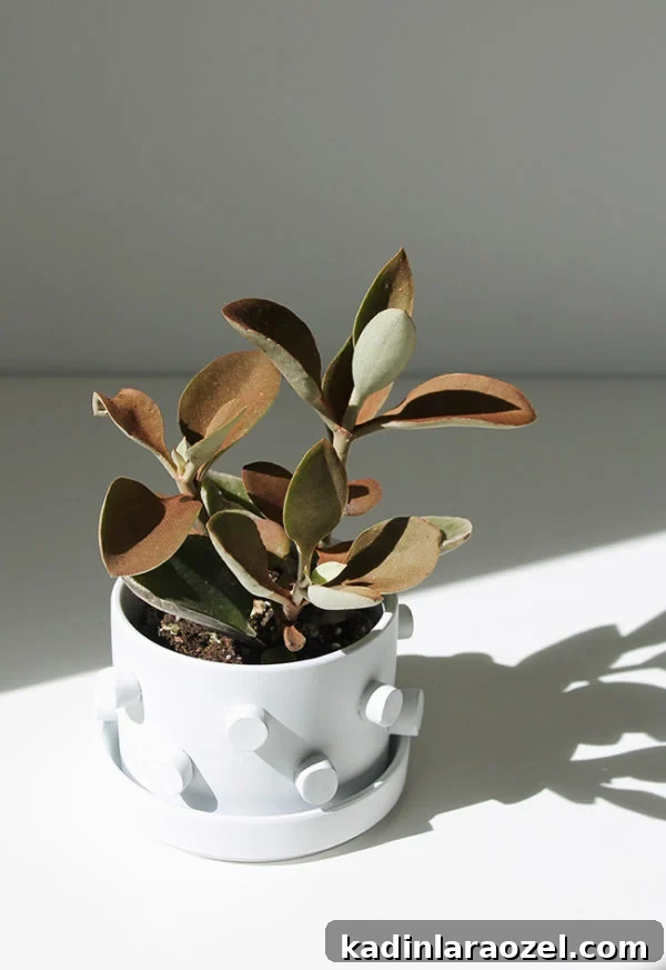 A cool, three-dimensional planter in all white, finding sun in the shadows.