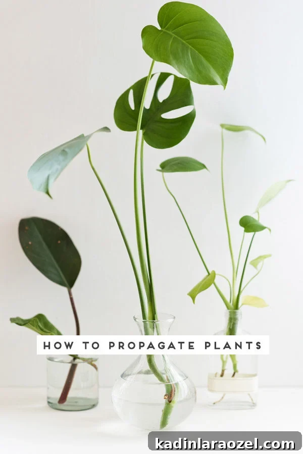 Plant One on Me: 3 Simple Steps for Plant Propagation 2 How to propagate plants. Click through for 3 easy steps to plant propagation.