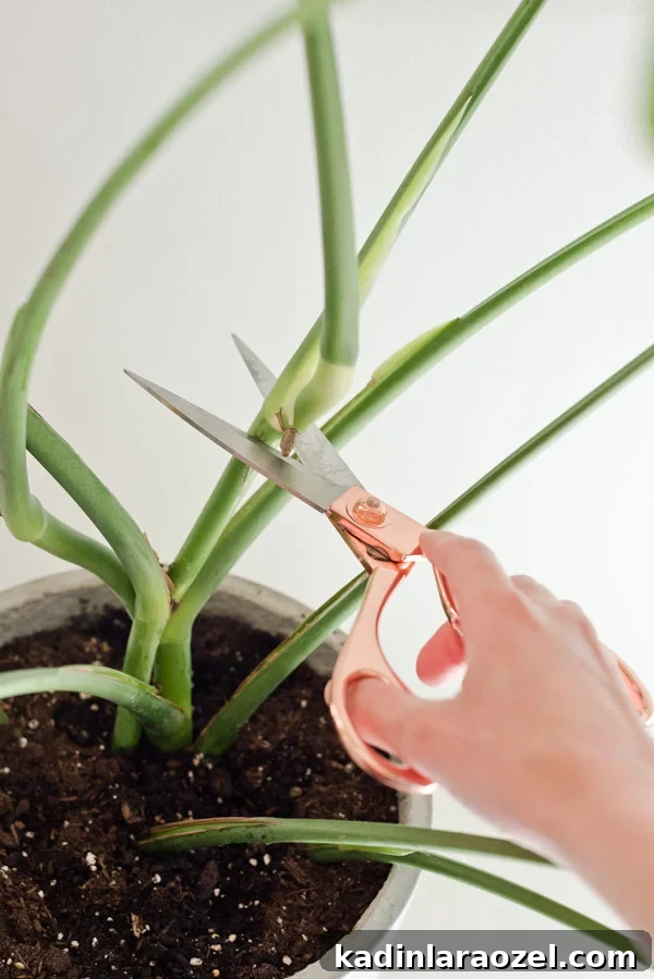 Plant One on Me: 3 Simple Steps for Plant Propagation 3 How to propagate plants. Step 1) Trimming.