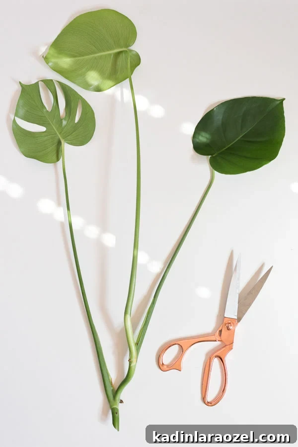 Plant One on Me: 3 Simple Steps for Plant Propagation 4 How to propagate plants in 3 easy steps.