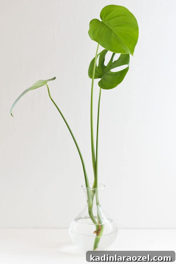 Plant One on Me: 3 Simple Steps for Plant Propagation 5 How to propagate plants. Step 2) The rooting process.