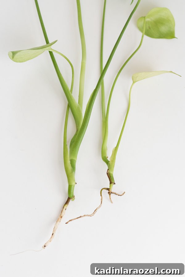 Plant One on Me: 3 Simple Steps for Plant Propagation 6 Rooting plant cuttings in water.