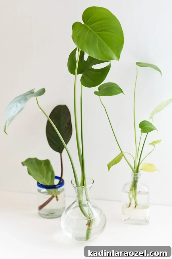 Plant One on Me: 3 Simple Steps for Plant Propagation 7 Plant cuttings growing roots in jars.