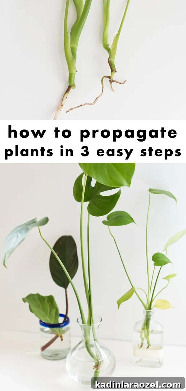 Plant One on Me: 3 Simple Steps for Plant Propagation 8 Learn how to propagate plants in three easy steps.