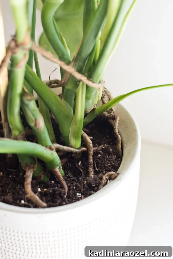 Plant One on Me: 3 Simple Steps for Plant Propagation 9 How to propagate plants in 3 easy steps.