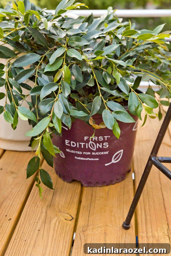 A balcony makeover with First Editions Plants. Click through for the full reveal.