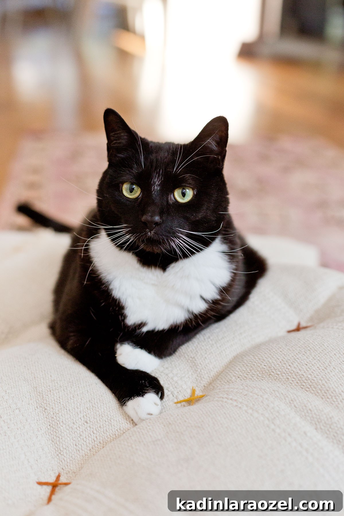 This neutral (and cute) DIY cat bed that cost less than $8 to make and takes less than an hour. #catbed #diy