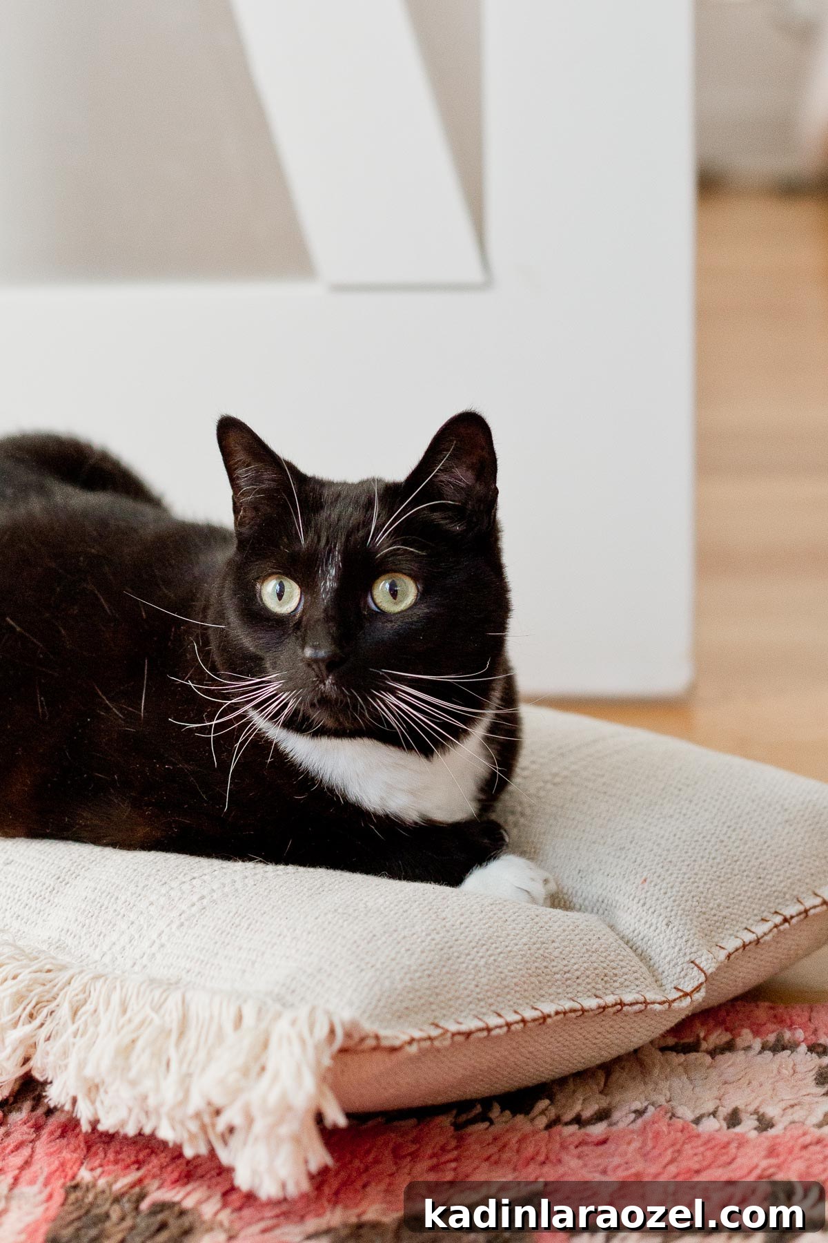This neutral (and cute) DIY cat bed that cost less than $8 to make and takes less than an hour. 