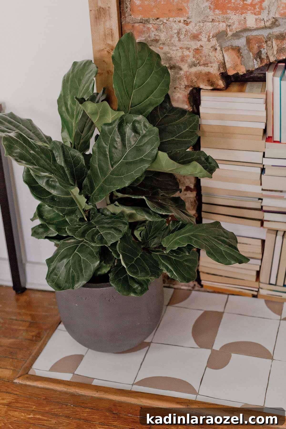 Geometric tile hearth with bushy fiddle leaf fig plant and stacks of books in front of the fireplace