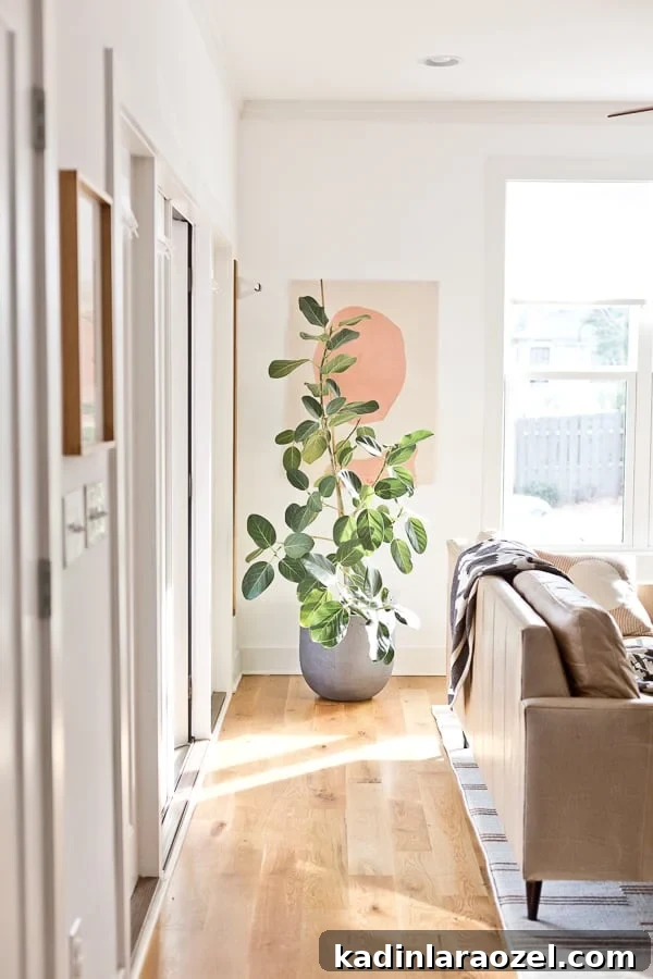 Organic modern living room with ficus audrey and large scale abstract art.