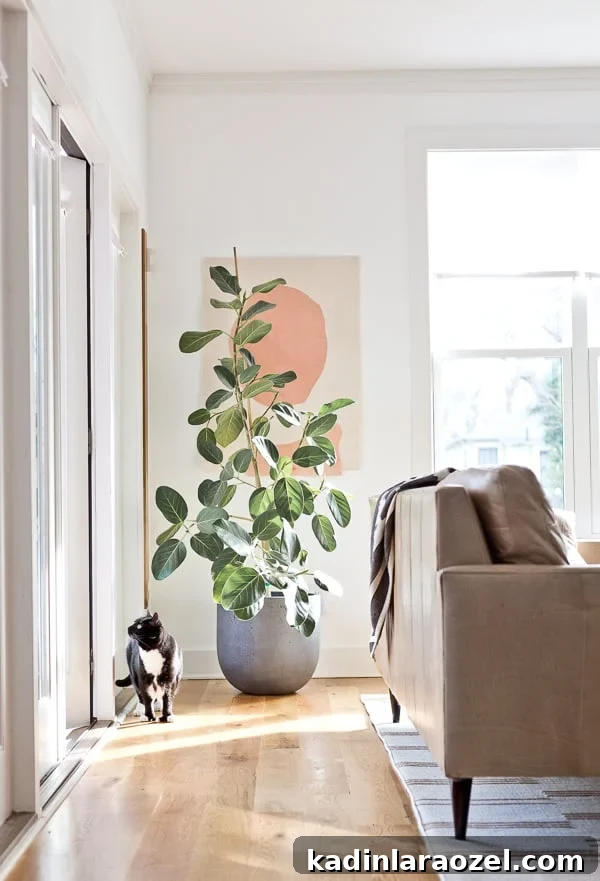 Minimal modern living room with large artwork and large ficus Audrey.