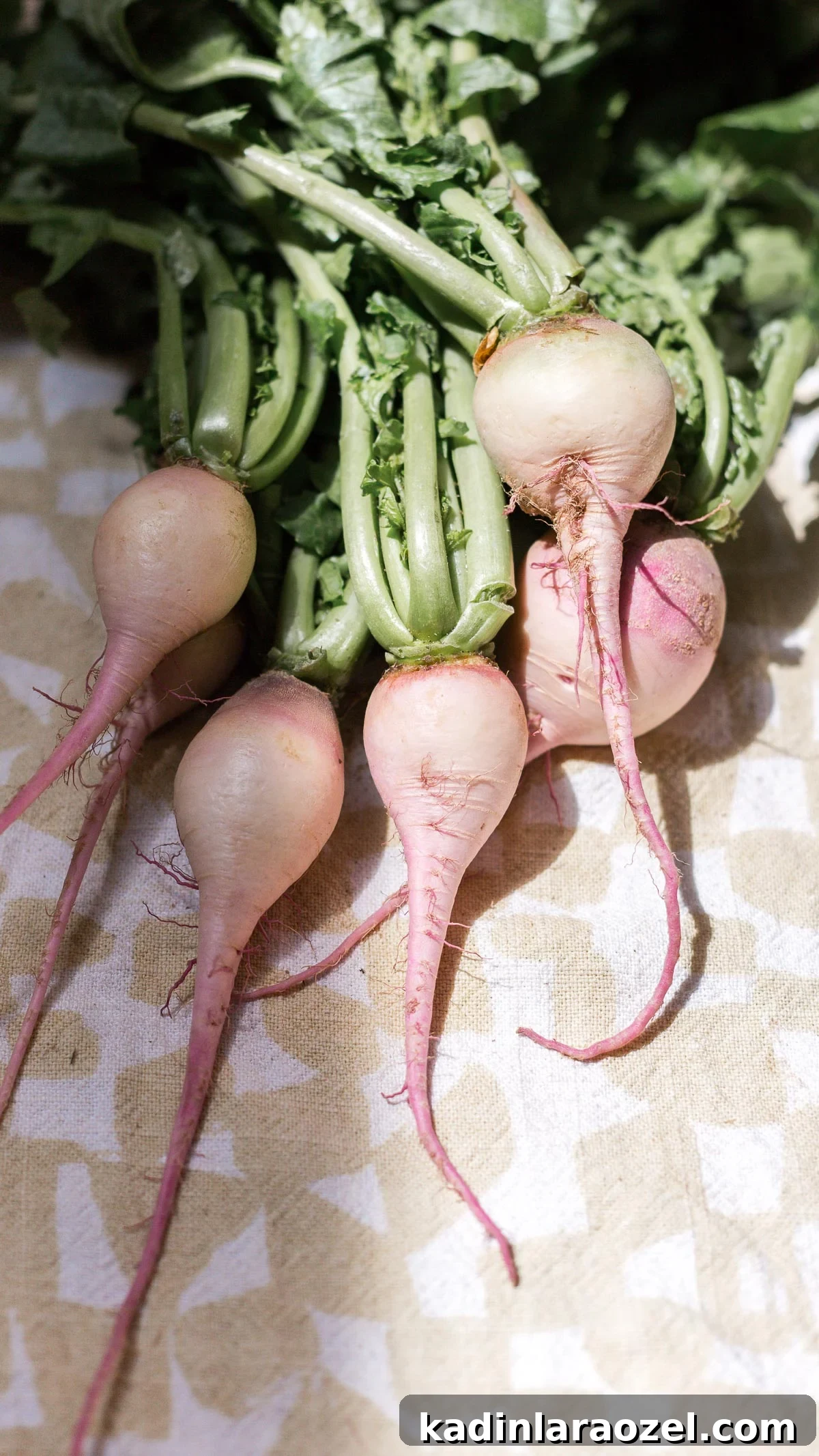 Watermelon radishes from the farmer's market